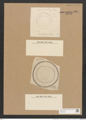 Campylodiscus tabulatus A. Schum. (de-Toni-Nr.: Genus 57, Species 2466) Zeichnungen Sammlung Grunow Nr. 4964 (NHMW-BOT-W0373190)